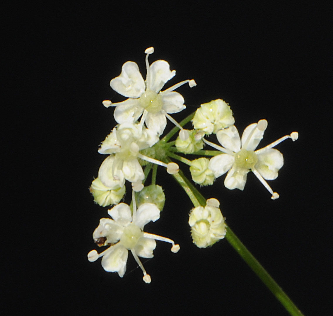 Pimpinella saxifraga /Tragoselino comune